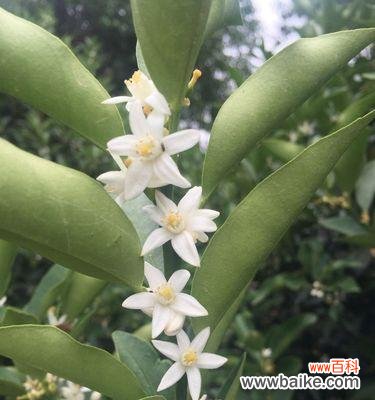 探寻世界上最香的花卉品种 芳香四溢的花朵盘点