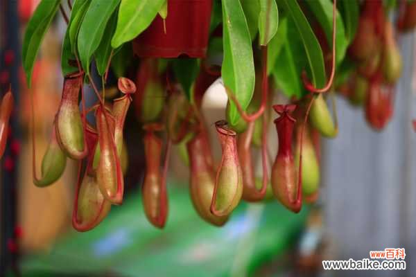 猪笼草有毒吗,可不可以养在室内