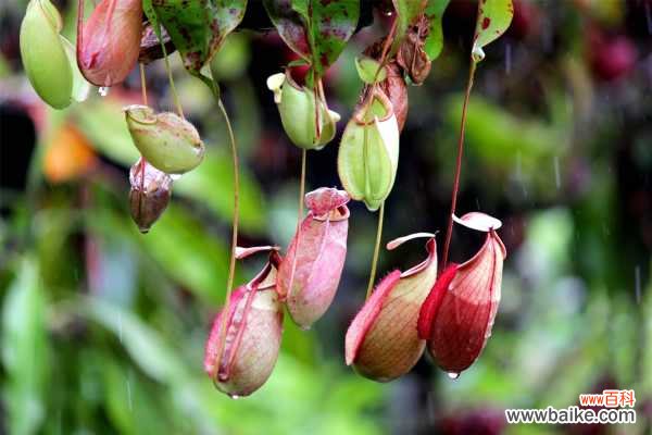 猪笼草有毒吗,可不可以养在室内