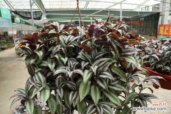 吊竹梅有毒吗，可以在室内养吗