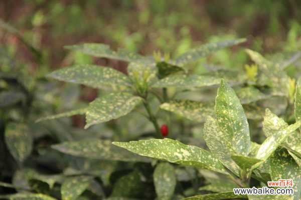 洒金榕有毒吗，可以放在室内吗