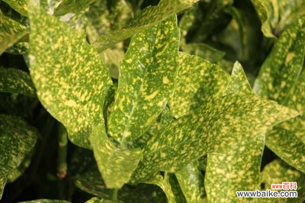 洒金榕有毒吗，可以放在室内吗