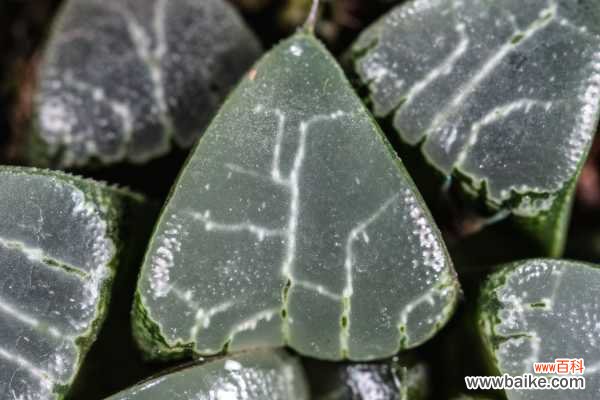 让你减寿10年的室内污染物,24种植物能帮大忙