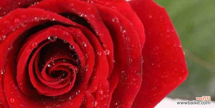 美丽的语言传递情感的力量 九朵玫瑰的花语