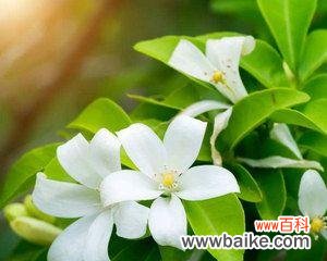 花开花落 九里香花语与寓意