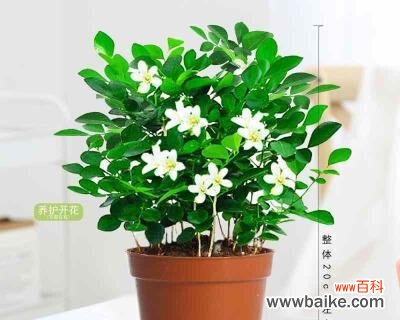 花开花落 九里香花语与寓意