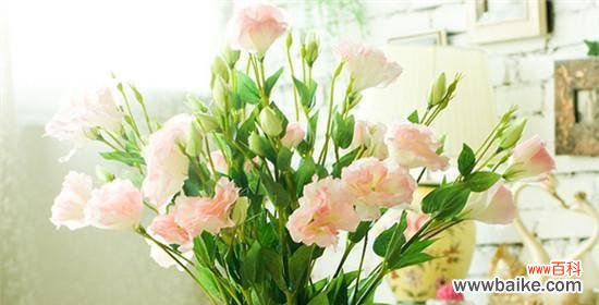 桔梗花语的深层含义及其象征的意义 桔梗花语与象征