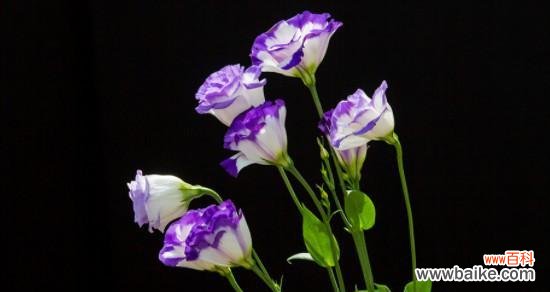 桔梗花语的深层含义及其象征的意义 桔梗花语与象征