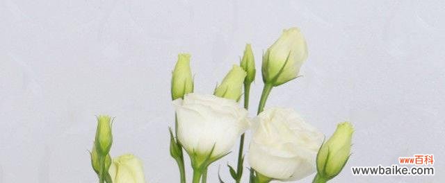 传承千年的花语之谜 桔梗白色花语的含义与传承