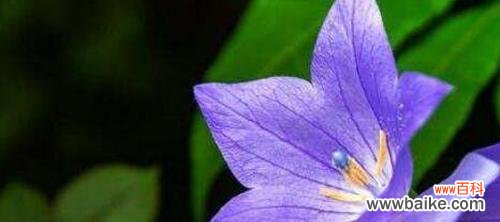探寻桔梗花的美丽含义与神秘传说 桔梗花的花语和传说