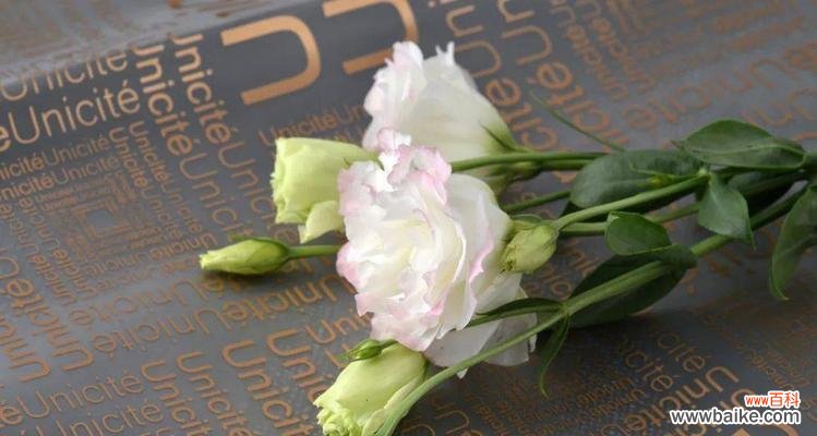 揭示桔梗花的美丽寓意与文化内涵 桔梗花的象征意义与寓意