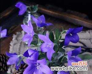 揭示桔梗花的美丽寓意与文化内涵 桔梗花的象征意义与寓意