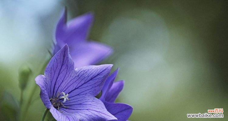 揭开桔梗花背后的世界 桔梗花的花语及意义