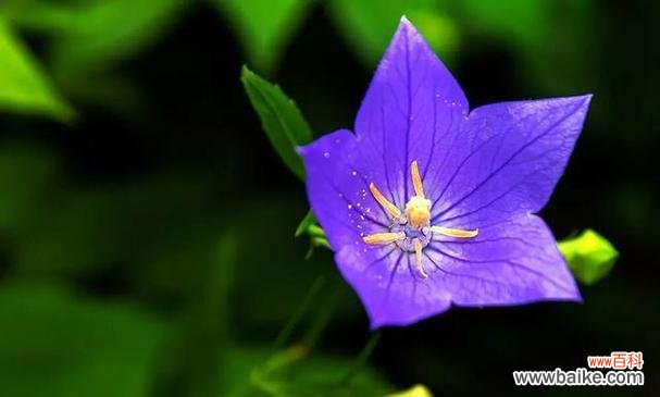 揭开桔梗花背后的世界 桔梗花的花语及意义