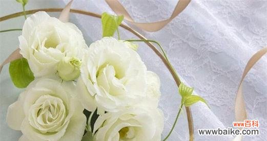 揭开桔梗花背后的世界 桔梗花的花语及意义