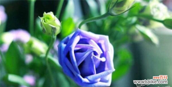 桔梗花语的意义与传承 桔梗花