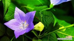 桔梗花语的意义与传承 桔梗花