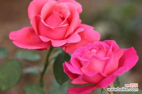 月季花花瓣有什么作用？月季花瓣的4大作用