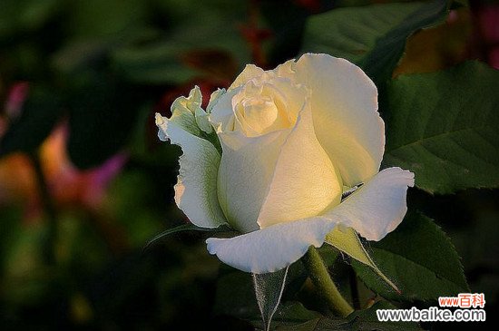 月季花花瓣有什么作用？月季花瓣的4大作用