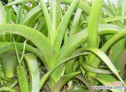 代表友谊的花有哪些?