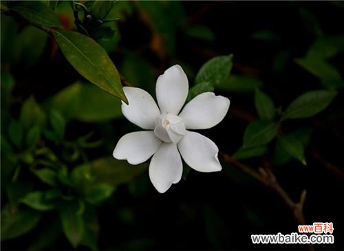 代表友谊的花有哪些?