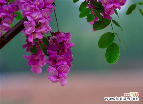 代表友谊的花有哪些?