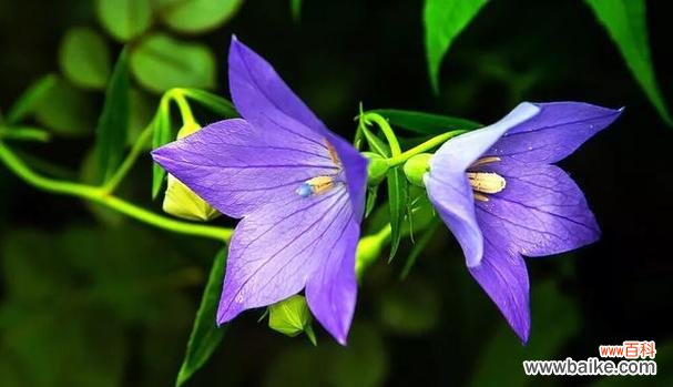 带你走进桔梗花的世界 桔梗花的花语与美丽描绘