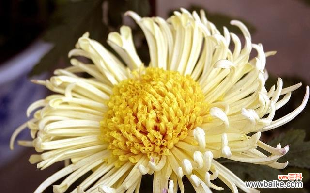 菊花的寓意与美丽旋律 菊花的象征意义及文化传承