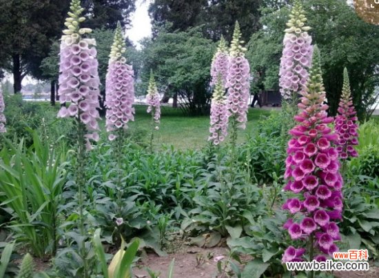 毛地黄有毒吗?毛地黄植株全株有毒