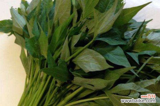 苕尖是红薯叶吗?