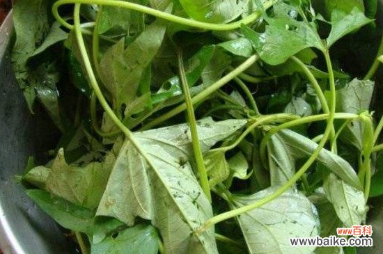 苕尖是红薯叶吗?