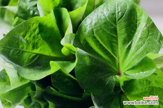 苕尖是红薯叶吗?