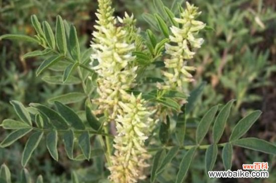 甘草是植物的什么部位