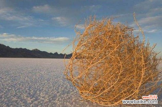 风滚草是不是茴香