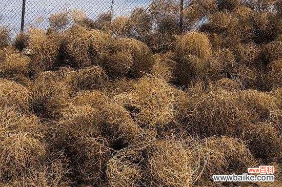 风滚草是不是茴香