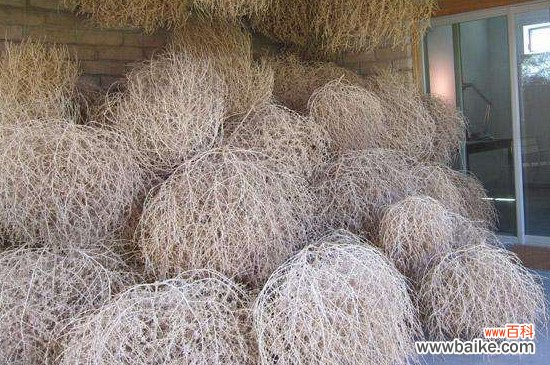 风滚草是不是茴香