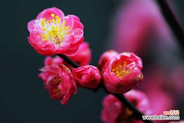 武汉市花是什么花？武汉市花梅花