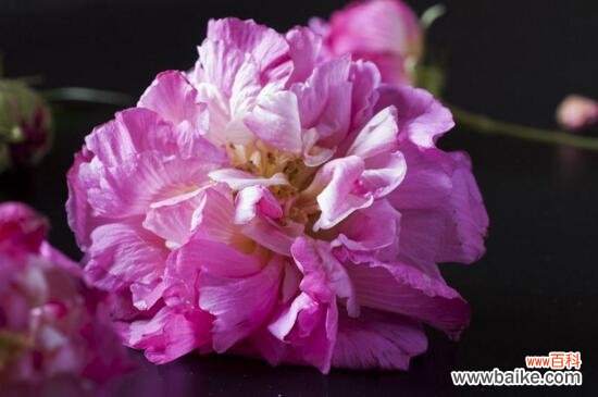 芙蓉花象征着团圆美满