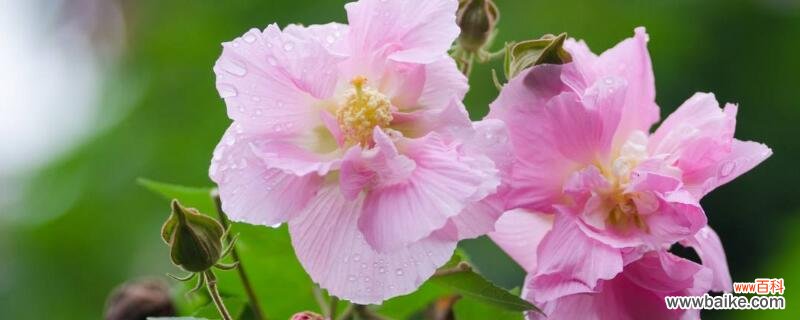 芙蓉花象征着团圆美满