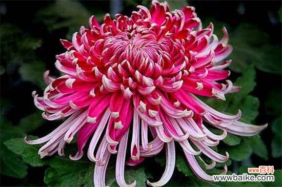 北京市花是什么