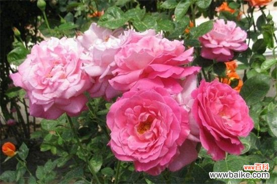 北京市花是什么