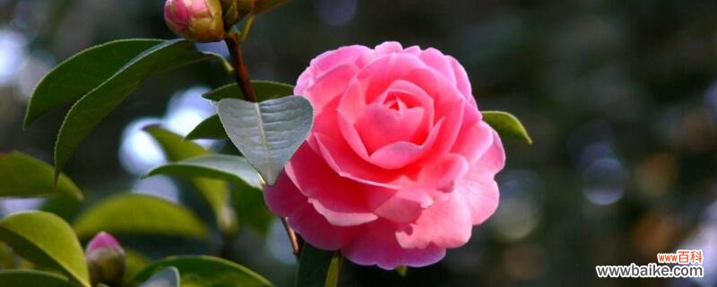 昆明市花是什么花