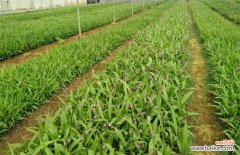 种植白芨赚钱吗？