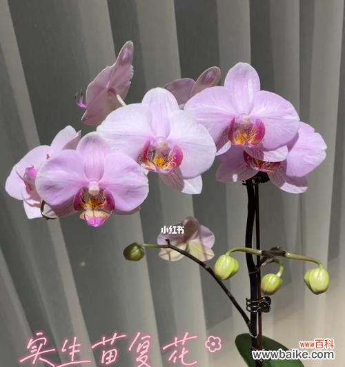 实生苗是什么意思？如何正确选择实生苗？