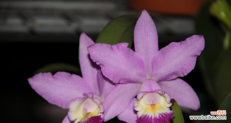 实生苗是什么意思？如何正确选择实生苗？