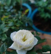 实生苗是什么意思？如何正确选择实生苗？