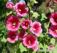 蜀葵的花语是什么？了解蜀葵的象征意义和文化背景？