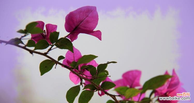 三角梅花语大全是什么？如何解读各种数量的三角梅花语？