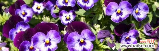 三色堇的花语有哪些含义?