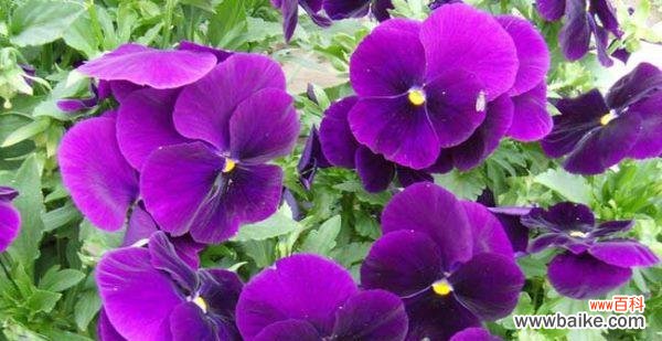 三色堇的花语有哪些含义?